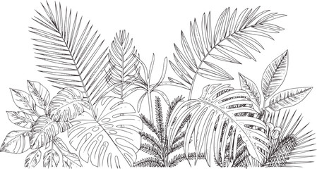Detailed black and white line of tropical palm and fern leaves © Ali