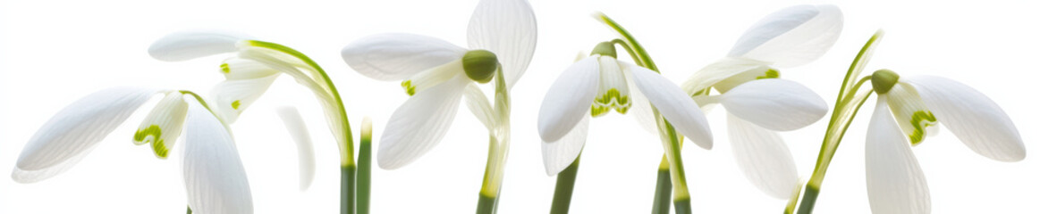Panoramic snowdrop flowers border isolated on white background

