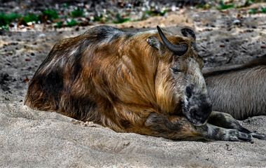 Obraz premium Takin on the sand.Latin name - Budorcas taxicolor 