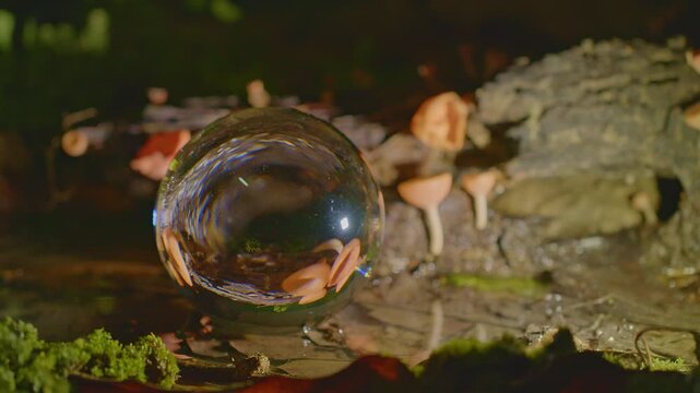 In the damp woodland near the waterfall orange champagne mushrooms resemble glowing glasses of champagne mirrored in both the crystal orb and the misty reflections on the forest floor.