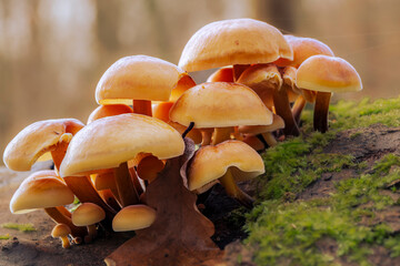 Stockschw&auml;mchen