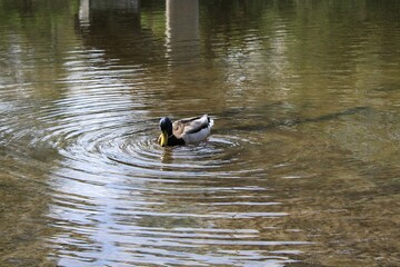 duck on the water