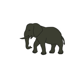 elephant isolated on white background