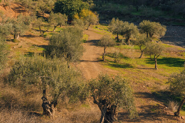 Olive trees with dirt roads in sunlight. Almogia, Malaga, Andalusia, Spain.