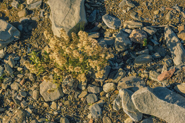 Plant between pebblestones of riverbed in sunlight. Seen from above.