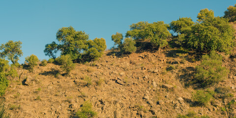 Slope with rocks and olive trees in sunlight under a blue sky. Andalusia, Spain.