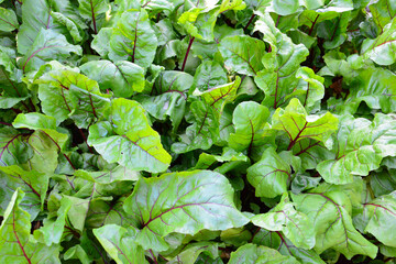 Fototapeta premium Vibrant Green Leafy Vegetables with Red Veins