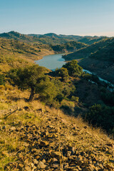 Slope with olive trees in sunlight overlooking a valley with river under a blue sky. Almogia, Malaga, Andalusia, Spain.