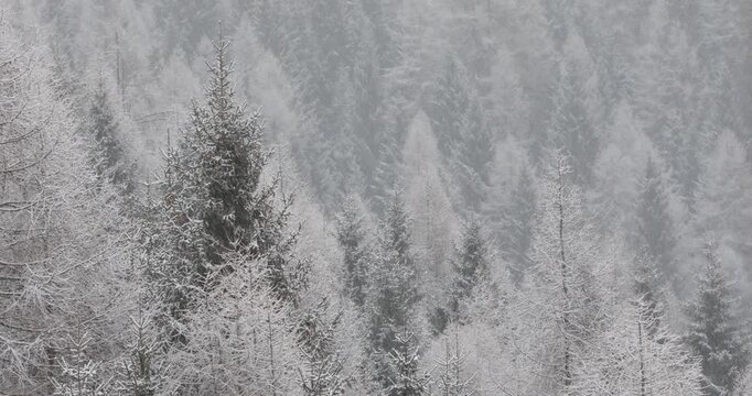 Snowy textured winter surface with icy pine tree patterns ,Italy