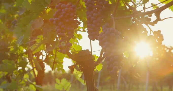 Ripe blue grapes seen in a vineyard in autumn sunshine 