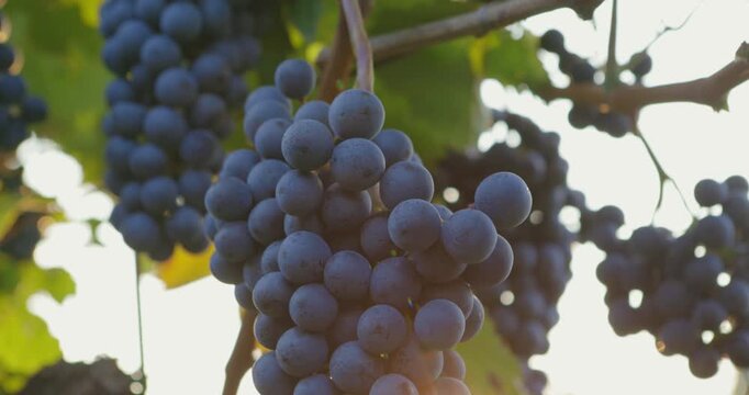 Ripe blue grapes in the vineyard under the autumn sun, moving from top to bottom 