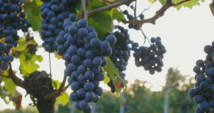 Beautiful ripe blue grapes in a vineyard with rays of sunshine, autumn sunset