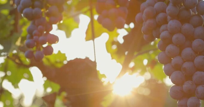 Ripe blue grapes in a vineyard bathed in sunlight on an autumn day