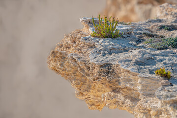 Malta cliff. Cliff shelf and green vegetation on a cliff in Malta in May 2025. © Bengt