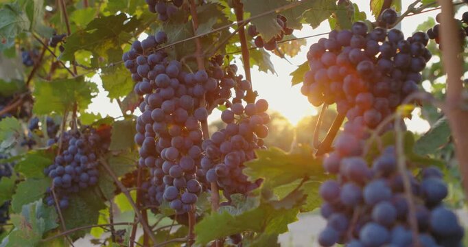 Ripe blue grapes with sunbeams in the background,
slider footage
