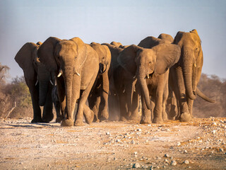 Herd of elephants on the move, kicking up a lot of dust. Taken in Etosha National Park. Etosha National Park is located in northern Namibia.