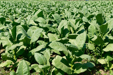 Plantation of Tobacco plant or Nicotiana tabacum.