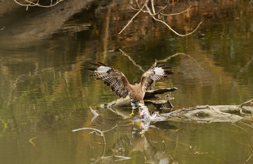 Fototapeta premium Buzzard dismembers a bird in a pond, buzzard eats its prey, buzzard on a tree stump in a pond, wings spread wide, large wingspan of buzzards, bird of prey with prey, Buteo buteo