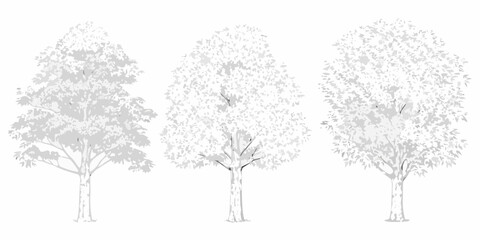 Three deciduous trees in grayscale showcasing varying levels of foliage density © Mityunjoy