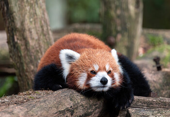 Red Panda Lying Down