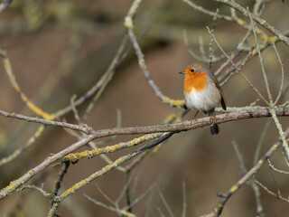 Fototapeta premium Portrait of a Robin in front of a dreamy December Background. High quality photo