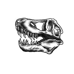 Trex skull  © okki