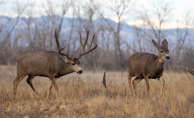 Obraz premium Mule Deer Buck and Doe During the Rut in Atuumn in Colorado