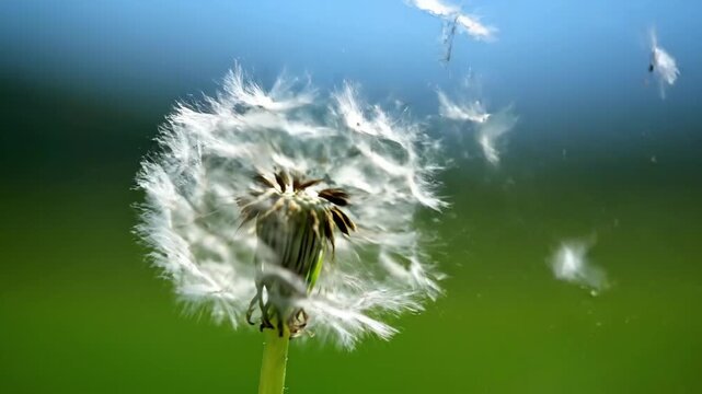 Ethereal 4K Slow Motion Macro of Dandelion Seeds Dispersing and Forming a Heart Shape Symbolizing Hope, Wishes, and Universal Love