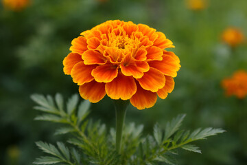 Vibrant orange marigold flower blooming in the garden for nature and floral background concept