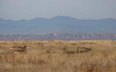 Naklejka premium Mule Deer Buck and Doe During the Rut in Atuumn in Colorado