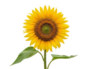 Fototapeta premium Radiant yellow sunflower bloom with a spiral seed pattern and green stem, isolated on a stark white background.