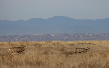 Fototapeta premium Mule Deer Buck and Doe During the Rut in Atuumn in Colorado