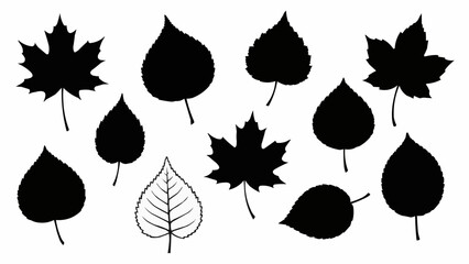Obraz premium Collection of Black Silhouettes of Various Autumn Leaves.
