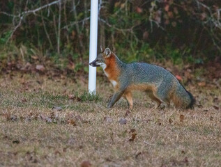 Gray fox in North Carolina grassy area