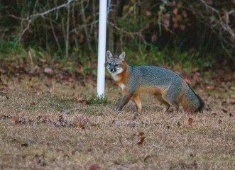 Gray fox in North Carolina grassy area