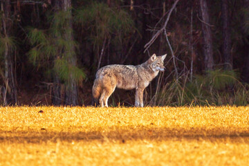 Eastern coyote in a North Carolina grassy area