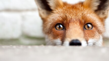 Obraz premium Fox looks curiously over a low wall in a garden during daytime hours