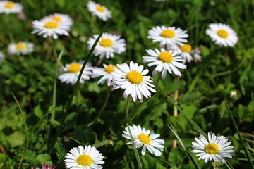 daisies in a meadow