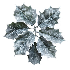 Beautiful Silver and Green Holly Leaves Arranged in a Symmetrical Pattern on a White Background