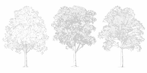 Fototapeta premium Three detailed trees with varying foliage styles in a grayscale illustration
