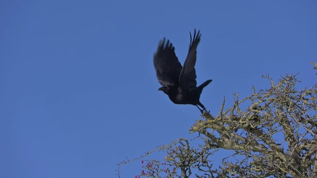 Carrion Crow (Corvus corone) taking flight from a tree in slow motion. December, Kent, UK [Slow motion x10]