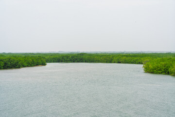 Mangrove trees lining the Casamance River under an overcast sky. High angle view with vast water...