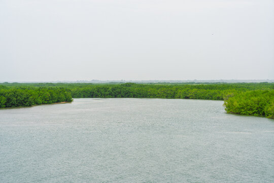 Mangrove trees lining the Casamance River under an overcast sky. High angle view with vast water surface and copy space in the foreground