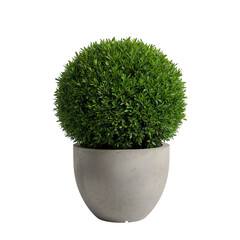 Green Spherical Plant in a Gray Pot Placed Indoors for Decoration