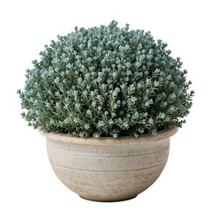 Green Plant in a Round Pot Adds a Touch of Nature to Home Decor in a Modern Living Space