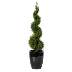 Spiraling Green Topiary Plant in a Sleek Black Pot Adds Elegance to Home Decor