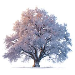 Snow-covered Tree Stands Tall in Winter Landscape During a Clear Day