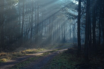 Poranek w lesie 6 © Krzysztof