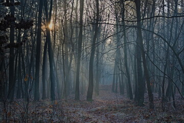 Poranek w lesie 7 © Krzysztof