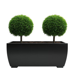 Elegant Topiary Plants in a Modern Black Planter for Indoor Decor